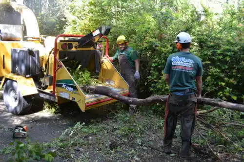 tree services Bolinas